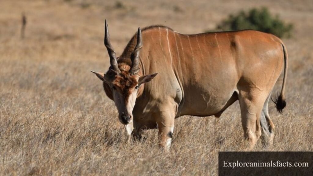 what animal has the longest horns