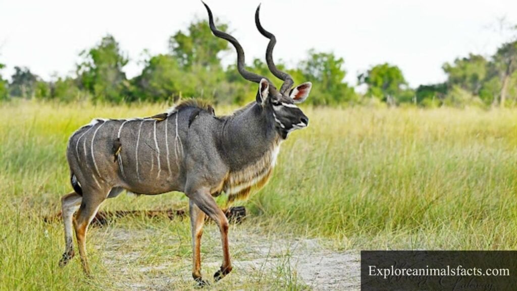 big horned animals