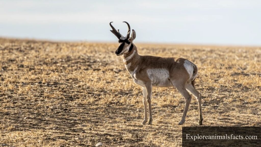 animal with big horns