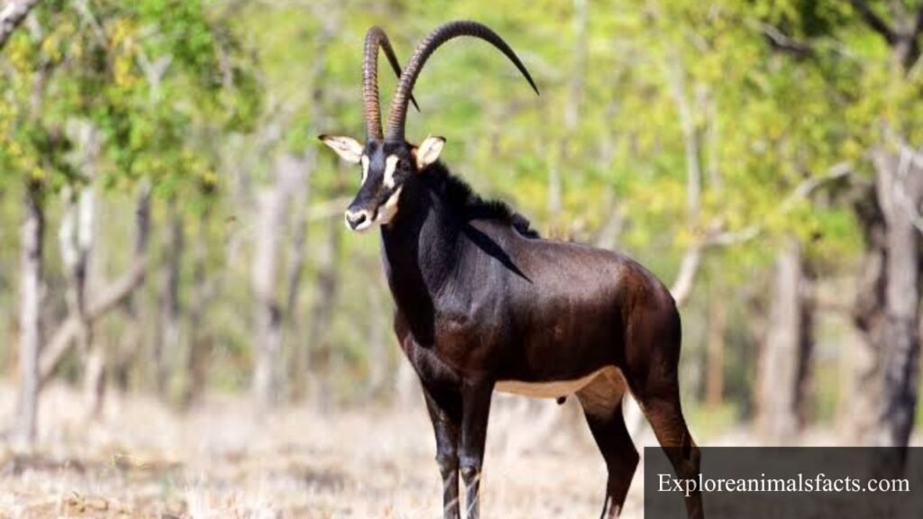 animals with horns
