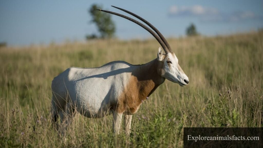 animal with horns