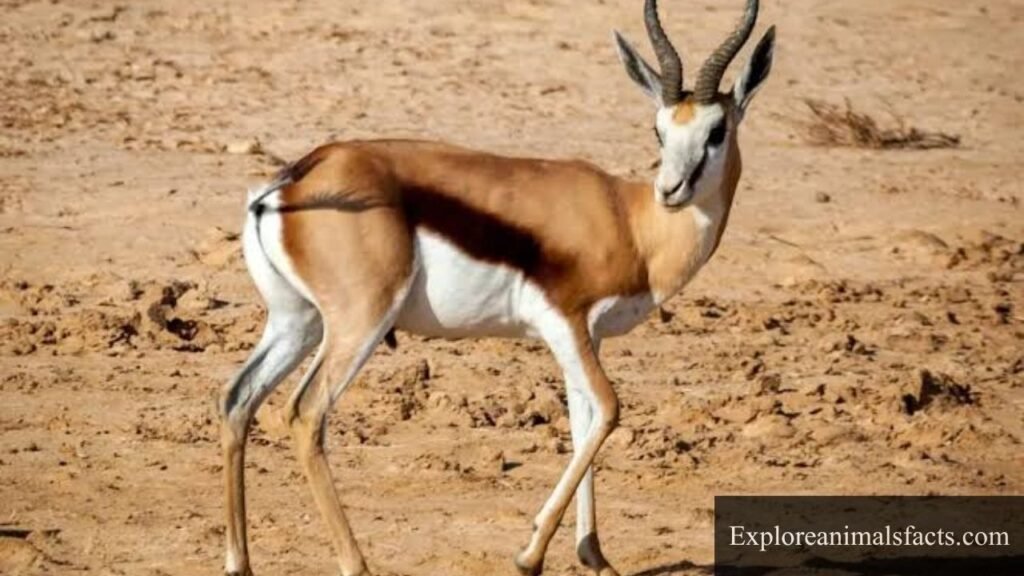 animals with horns names