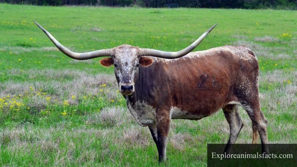 big horns