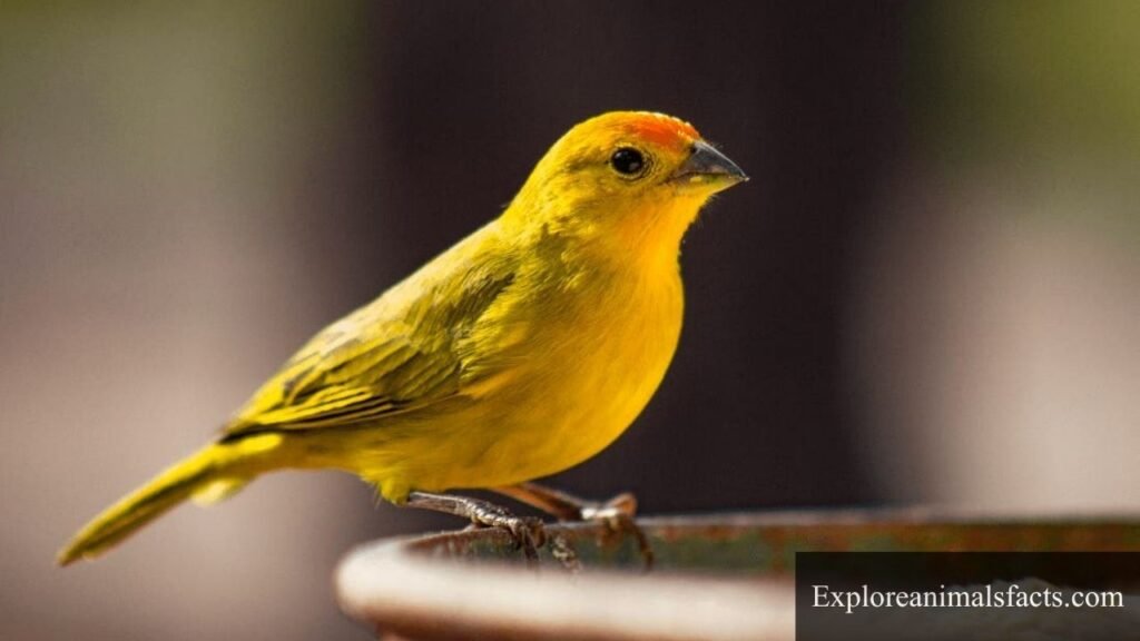 what animal makes a whistle noise at night