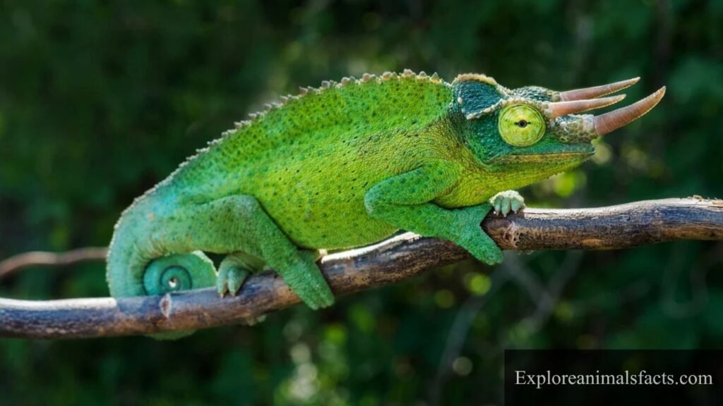 big eyes animal