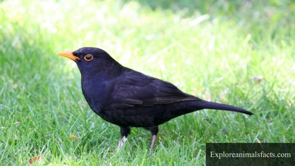 animals that can whistle