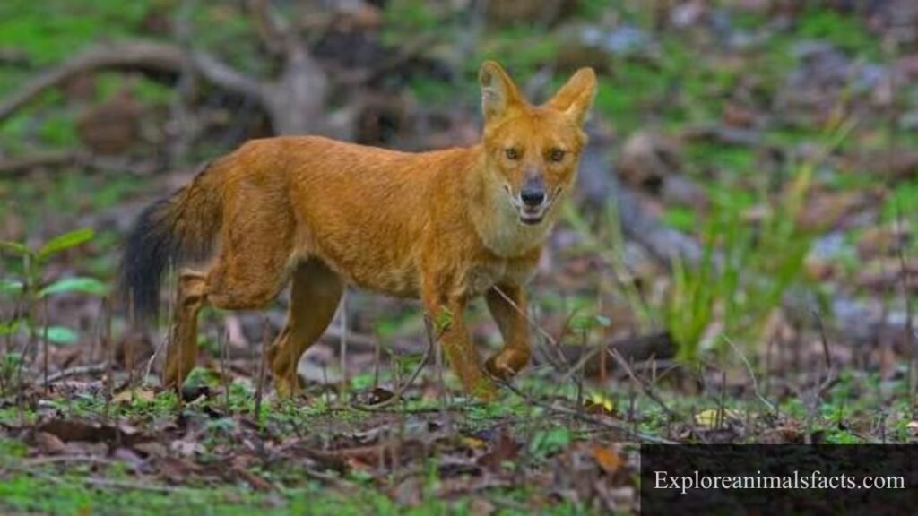 what animal whistles at night