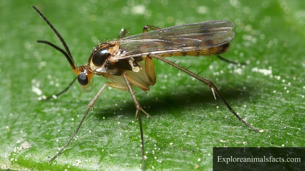 most annoying animals in the world