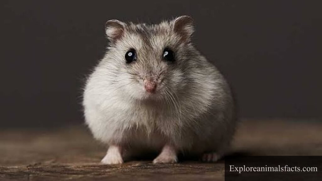 whisker animal