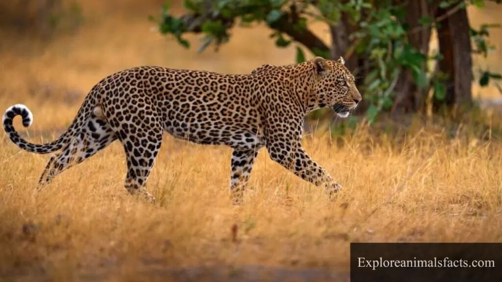 animals that growl at night
