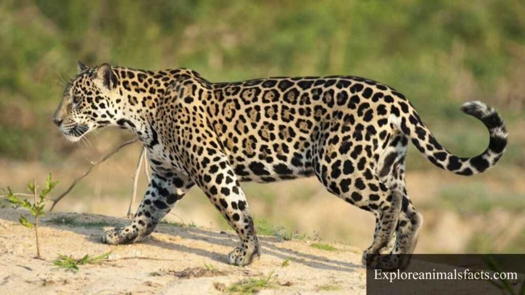 animals with sharp claws pictures