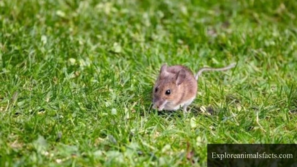 what's the most annoying animal
