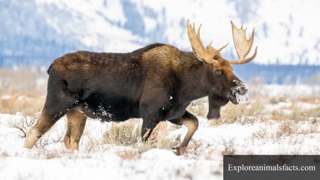 clumsiest animal