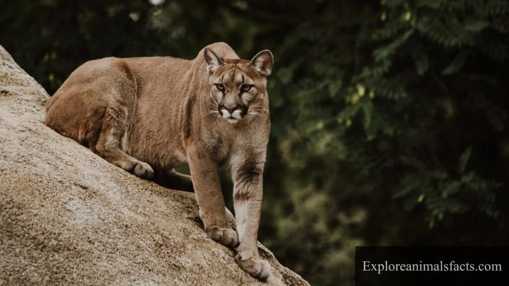 Animals with whiskers in the world