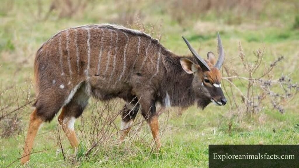 animals that are striped