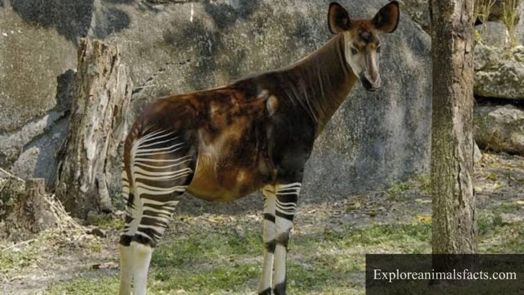 striped animal