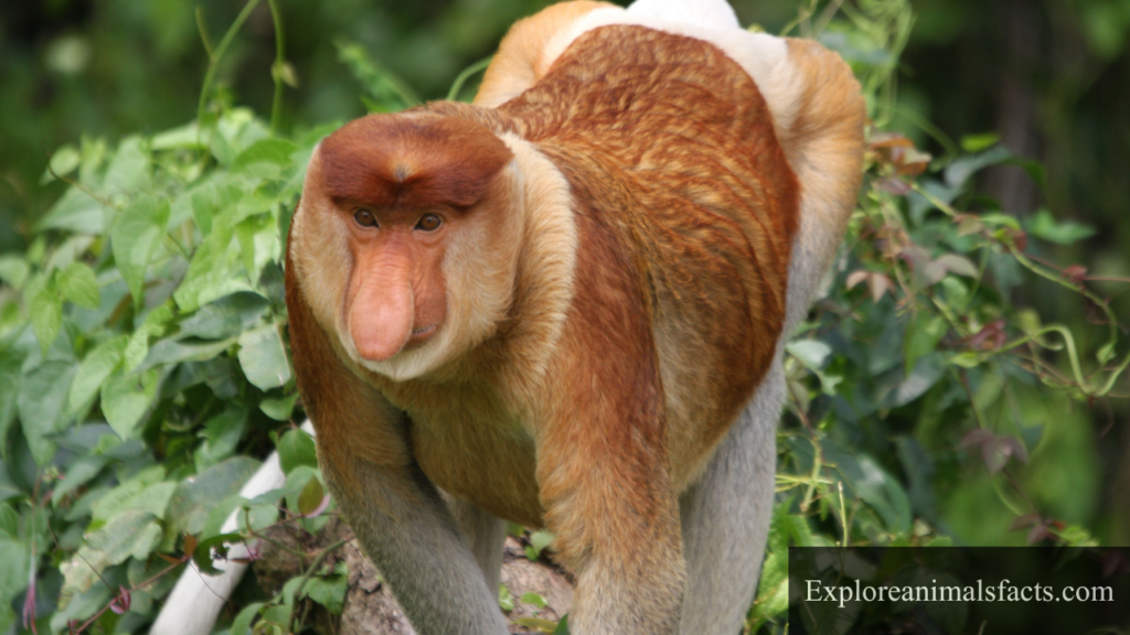 animal with long nose