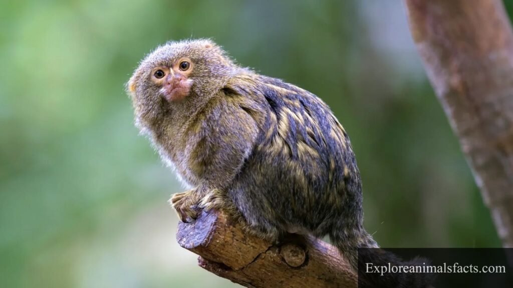 big eye animal