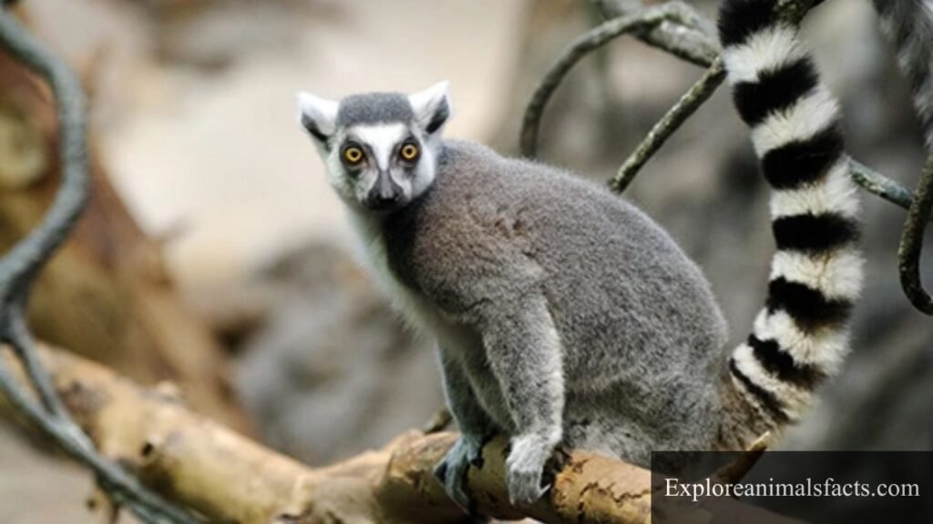 Striped Animals Pictures