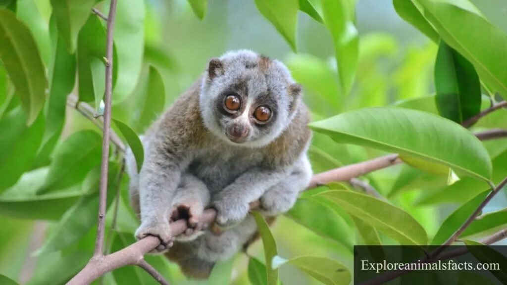 big eyes animals