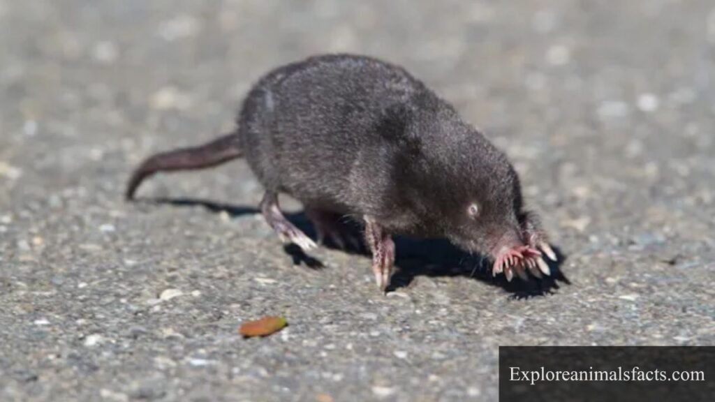 world's weakest animal