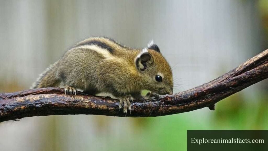 name the animal that has stripes on its body
