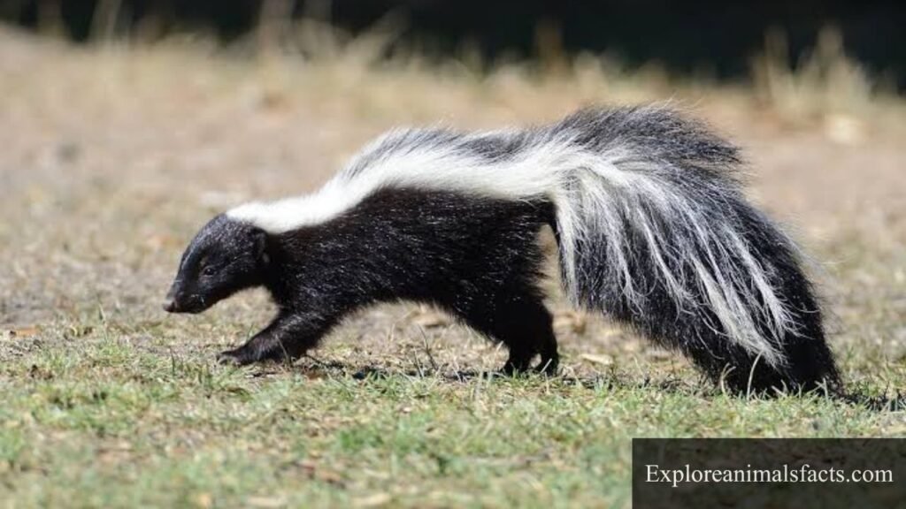 black and white striped animal