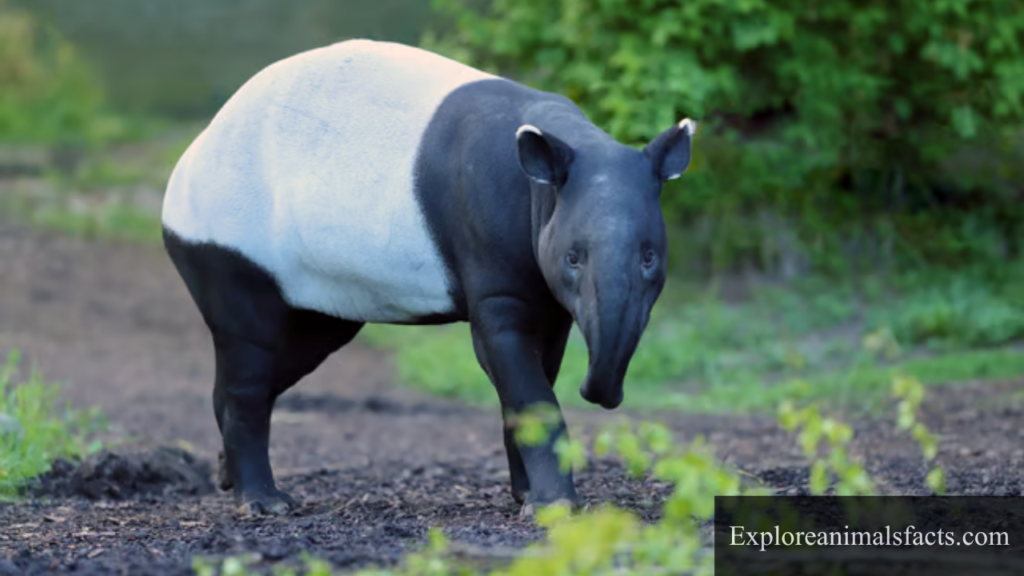 big nose animals