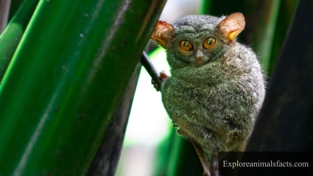what is the weakest animal on earth