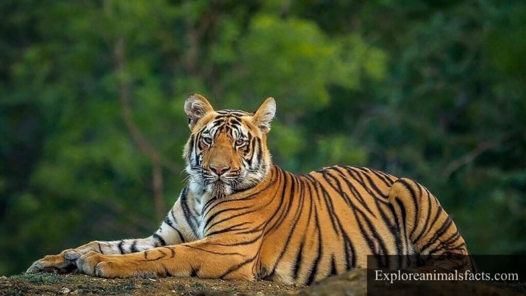 animal with stripes