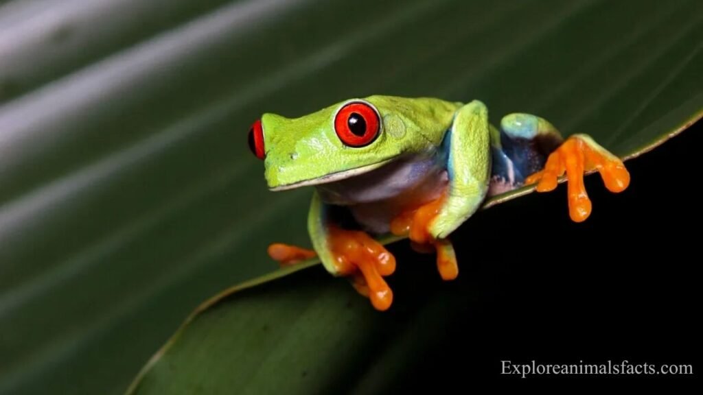 animal with big eyes