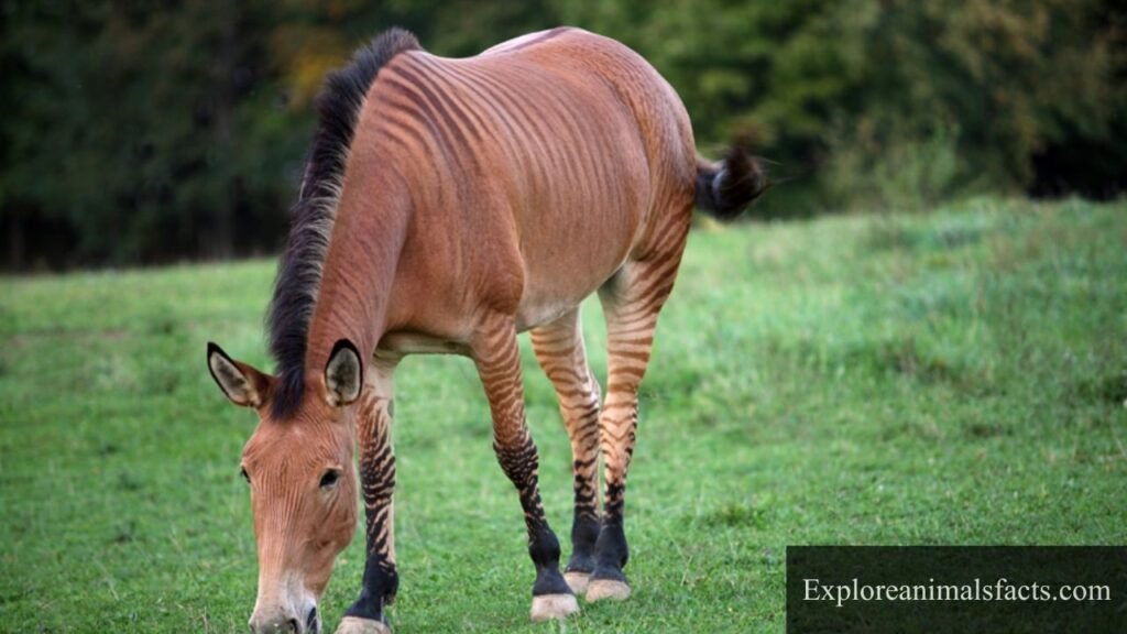 animal with striped legs