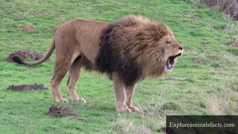 animals that growl