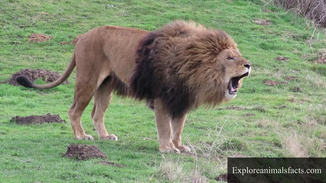 animals that growl