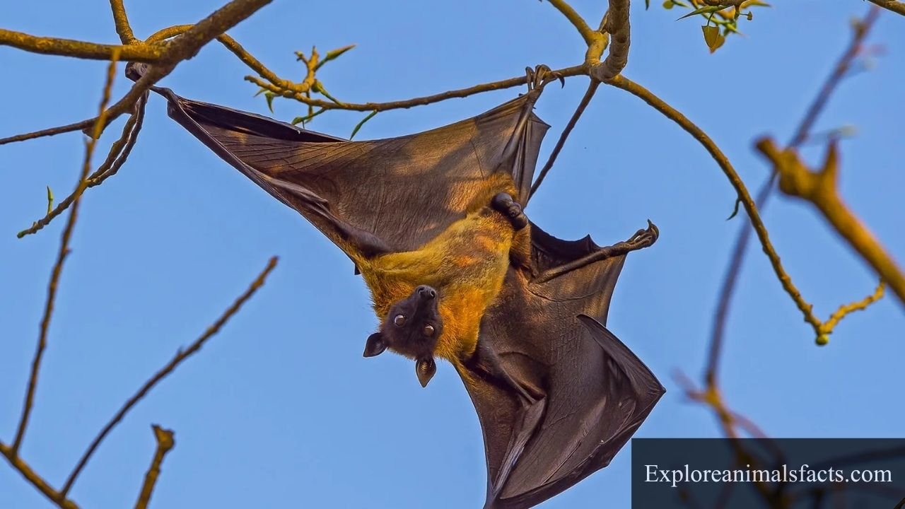 animals that whistle