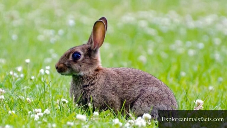 animals with big eyes