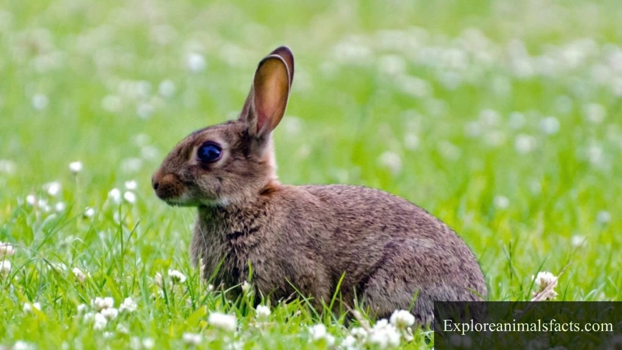 animals with big eyes