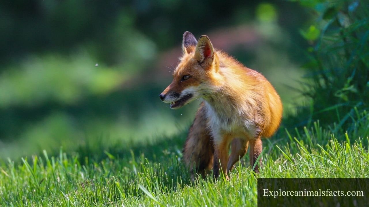 animals with whiskers