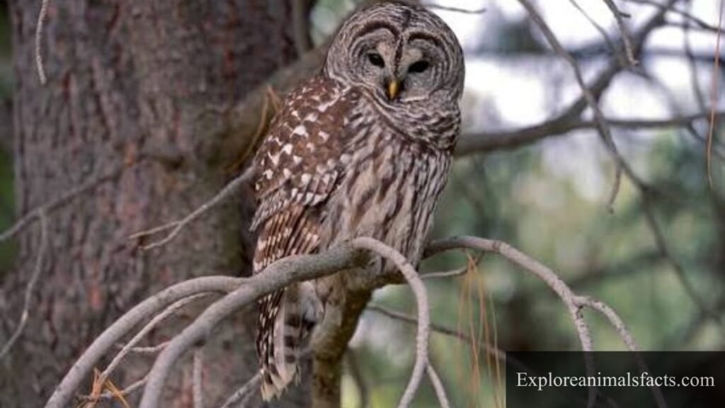 most cunning animal
