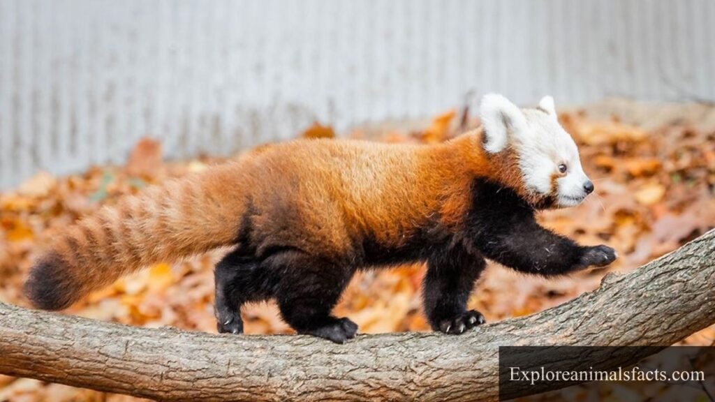 uncoordinated animals