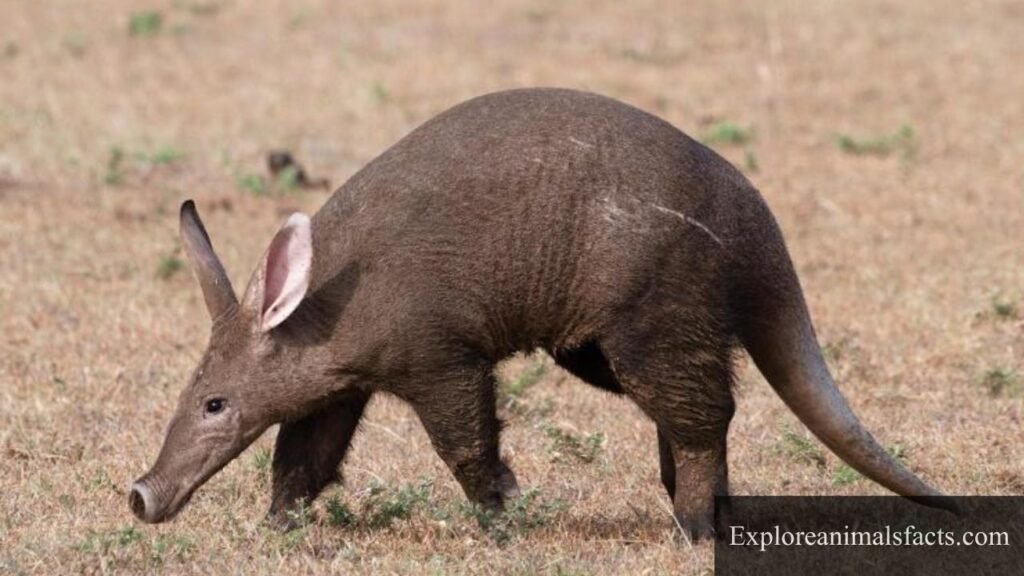 which animal has trunk