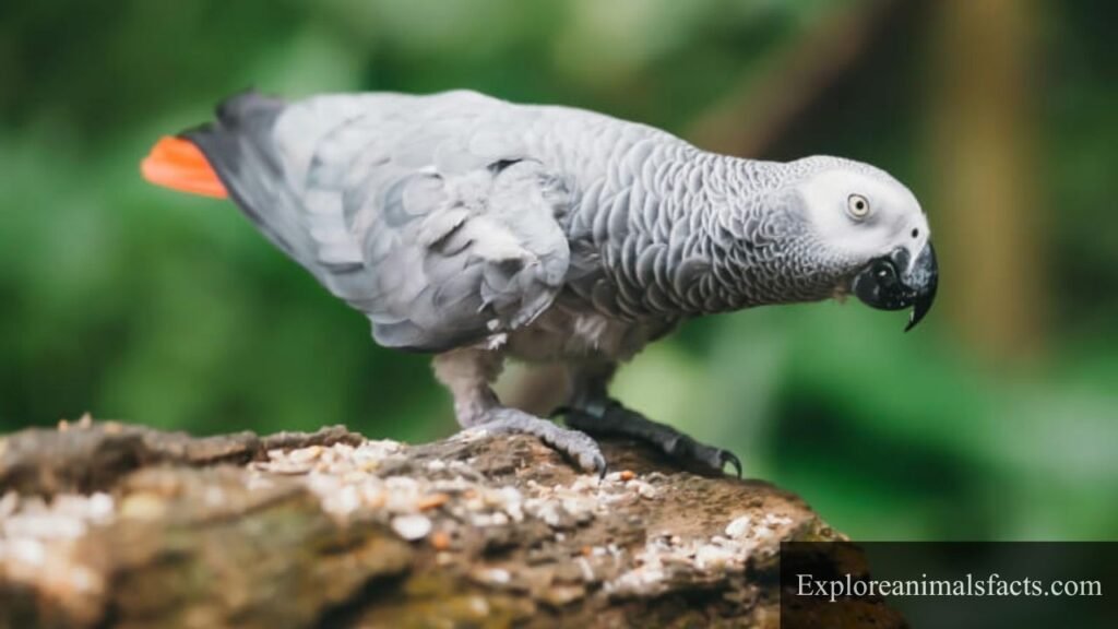 intelligent bird in the world
