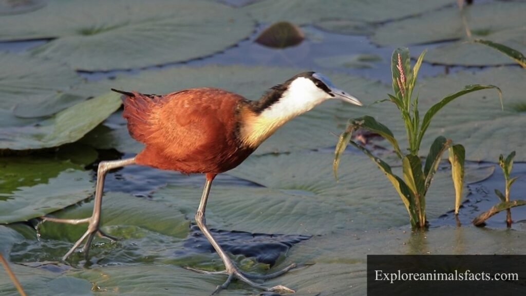 animal with big feet
