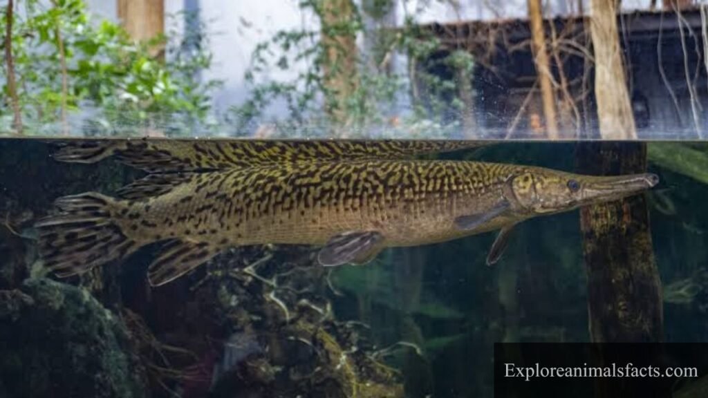 5 animals that swallow their food