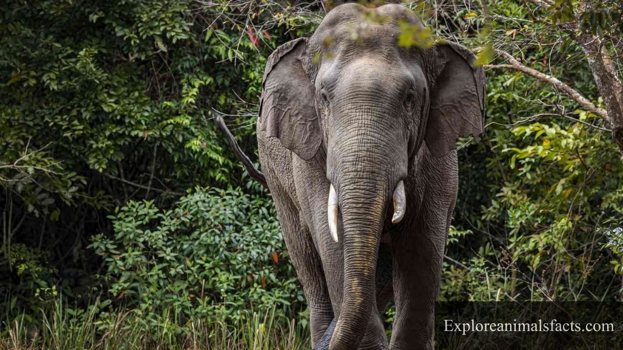 Animals That Have Trunks