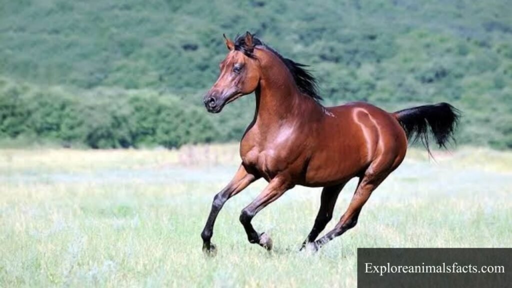 what animal is energetic