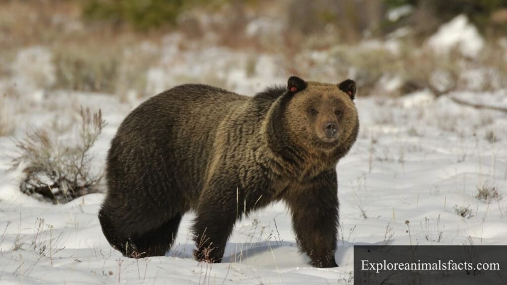 animals that represent mischief