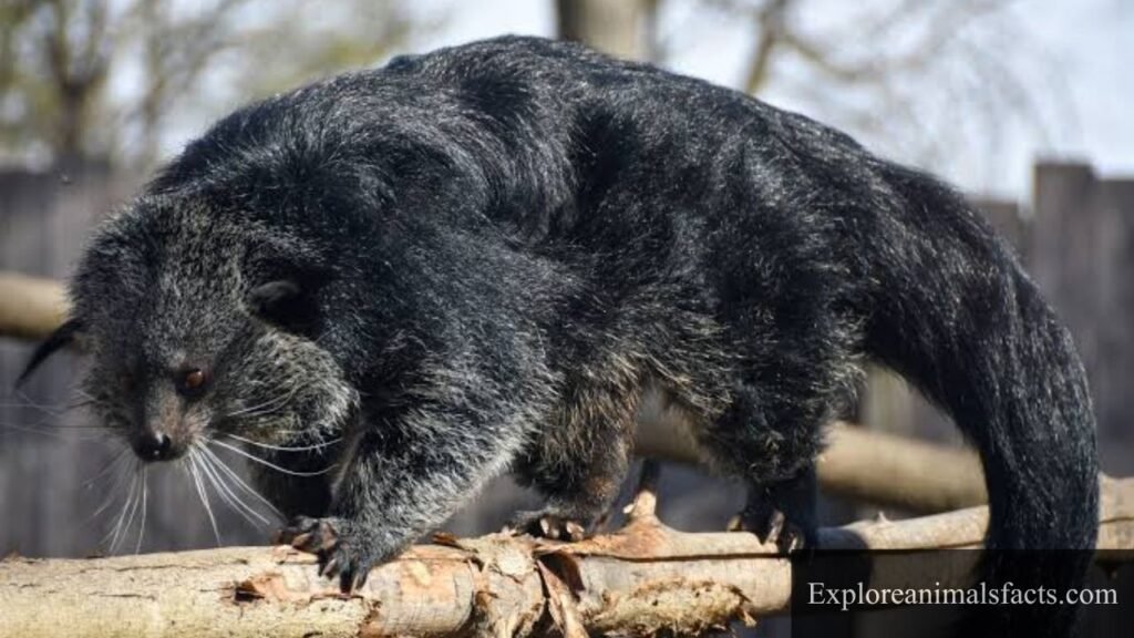 bushy tail animals