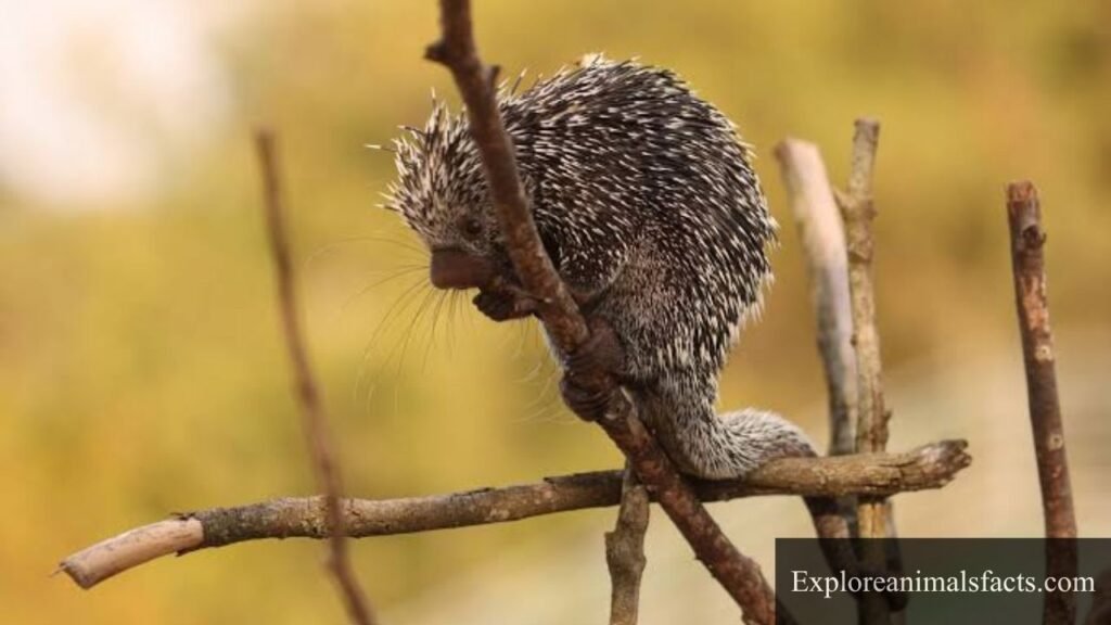 Animals With Prehensile Tails in The World