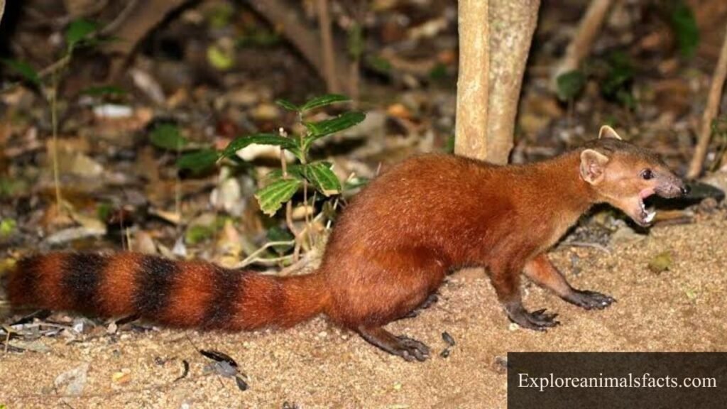 small brown animal with bushy tail